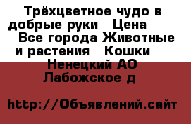 Трёхцветное чудо в добрые руки › Цена ­ 100 - Все города Животные и растения » Кошки   . Ненецкий АО,Лабожское д.